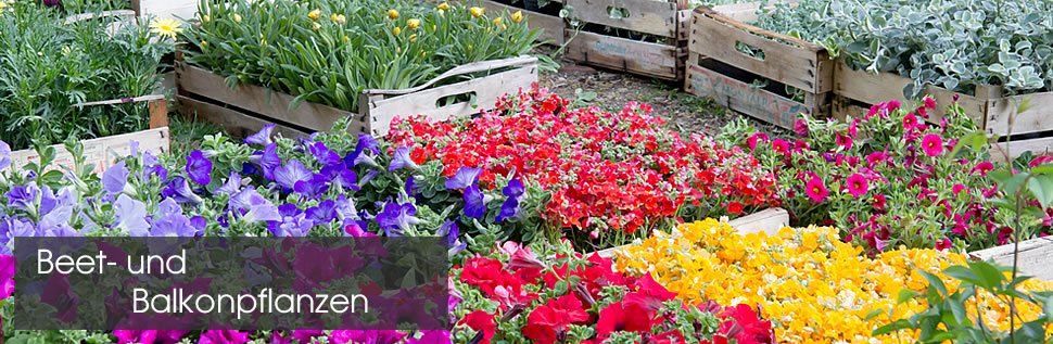 003_beet_balkon_pflanzen.jpg